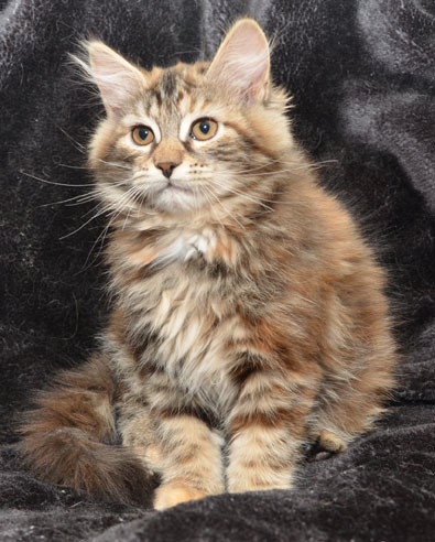 sibirisk kattunge Belinda