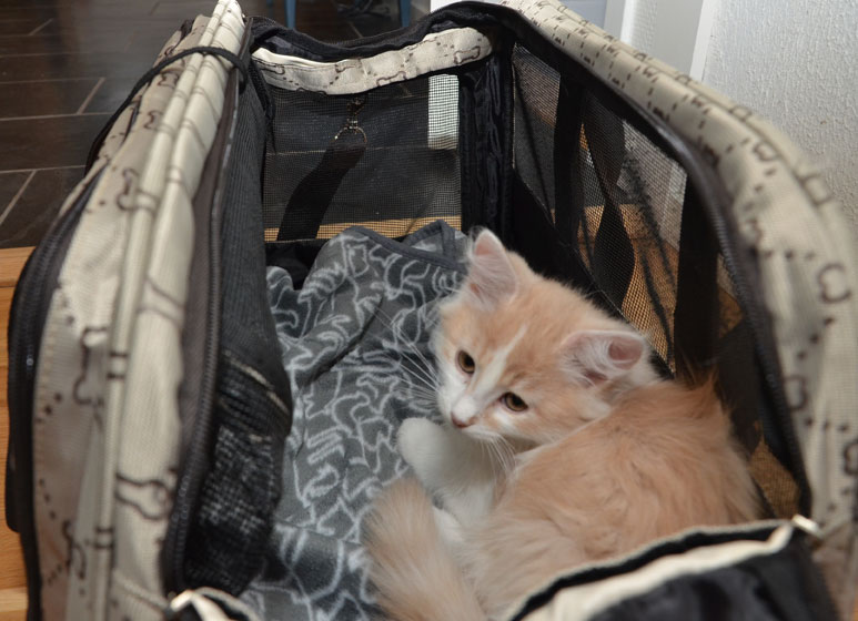 sibirisk kattunge Bilbo