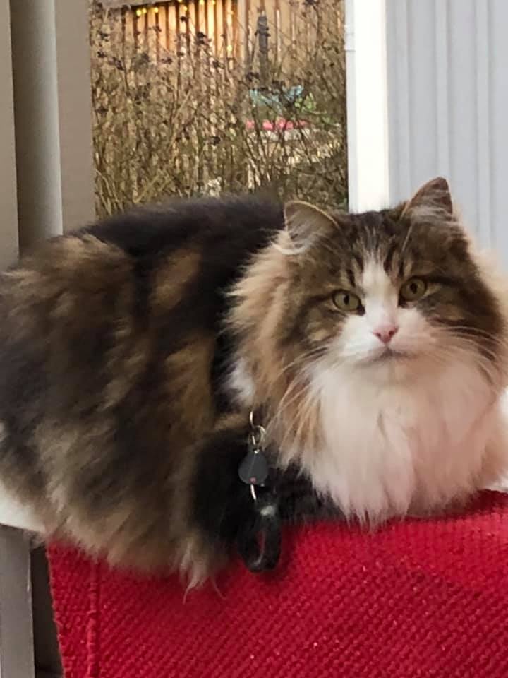 Sibirisk katt Elliot
