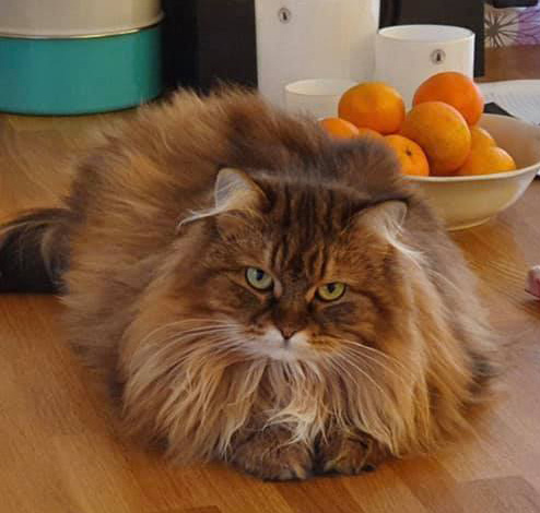 Sibirisk katt Olga