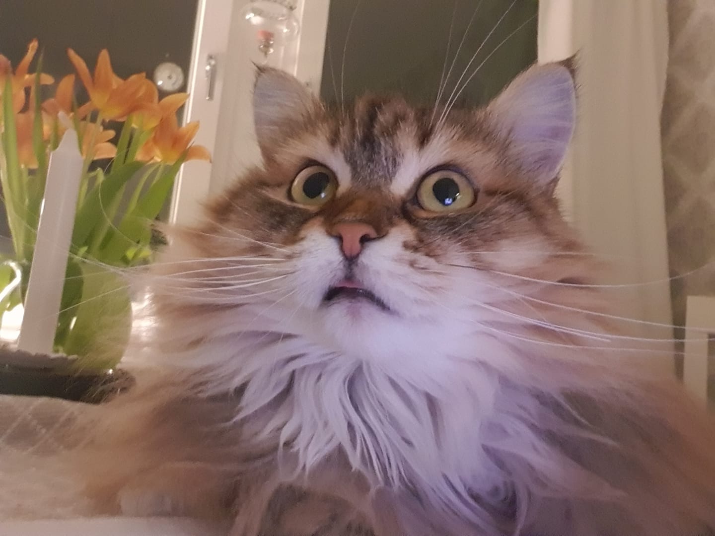 sibirisk katt Styx