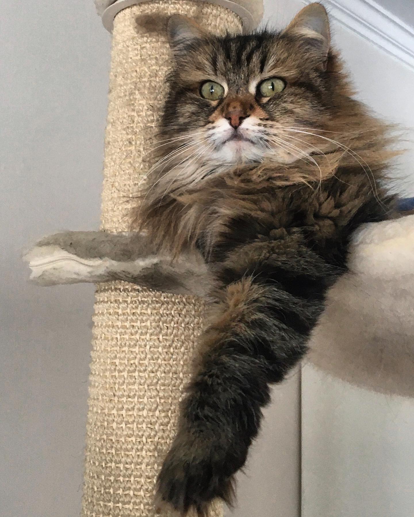 sibirisk katt Juliet