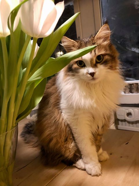 sibirisk katt Ricco