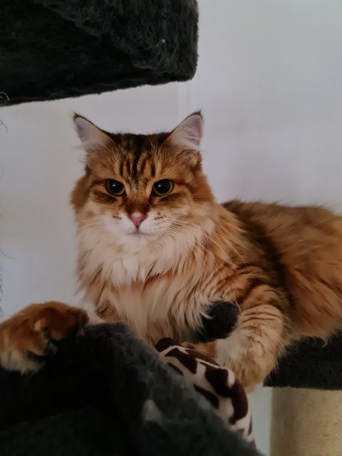 sibirisk katt Ursula