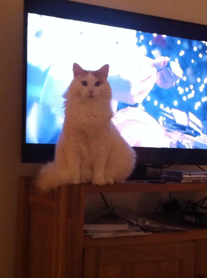 sibirisk katt Hermes
