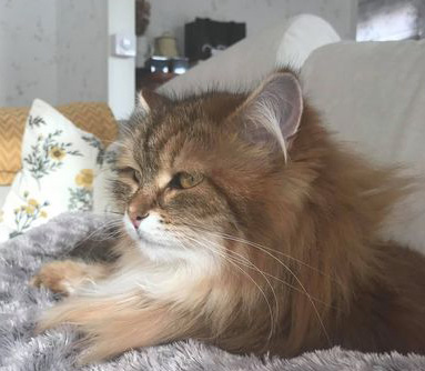 Sibirisk katt Ul