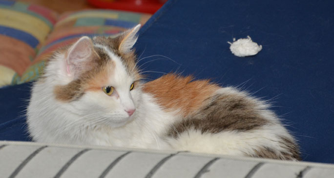 sibirisk katt Tracie