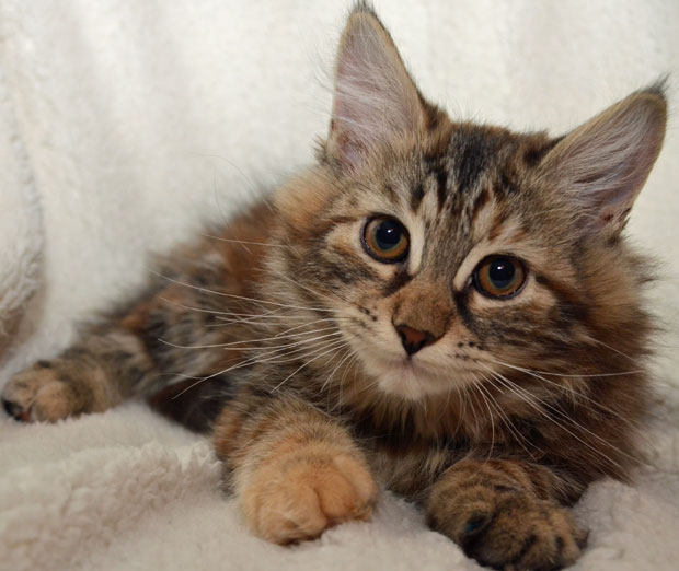 sibirisk kattunge Belinda