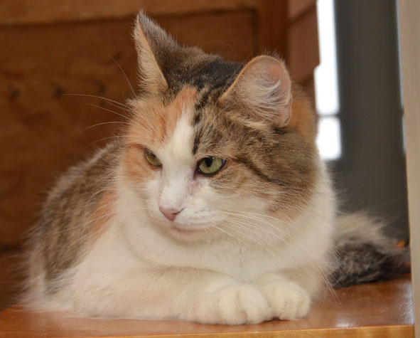 sibirisk katt Colbie