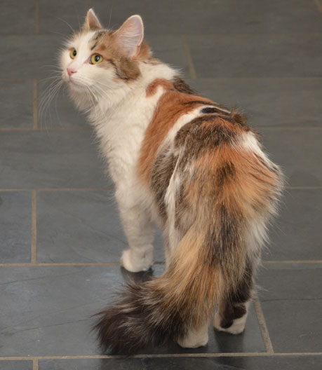 sibirisk katt Colbie