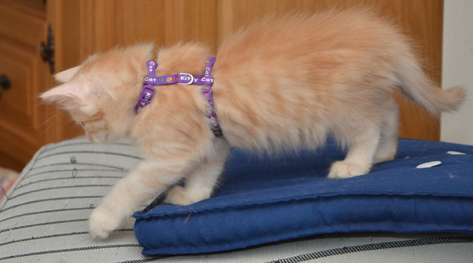 sibirisk katt Diablo