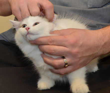 sibirisk kattunge Castor