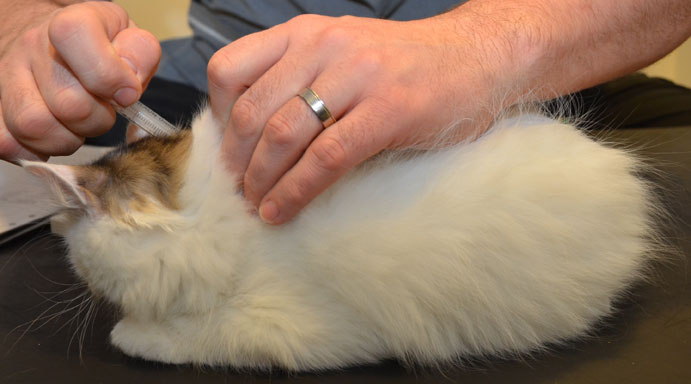 sibirisk kattunge Castor