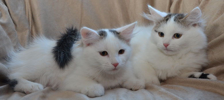 sibirska kattungar Cc-kull