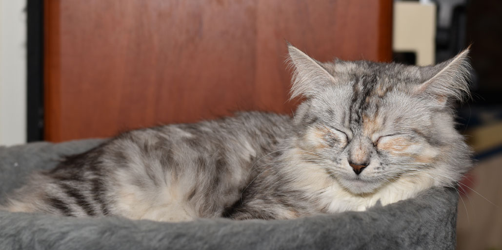 sibirisk katt Zinnie