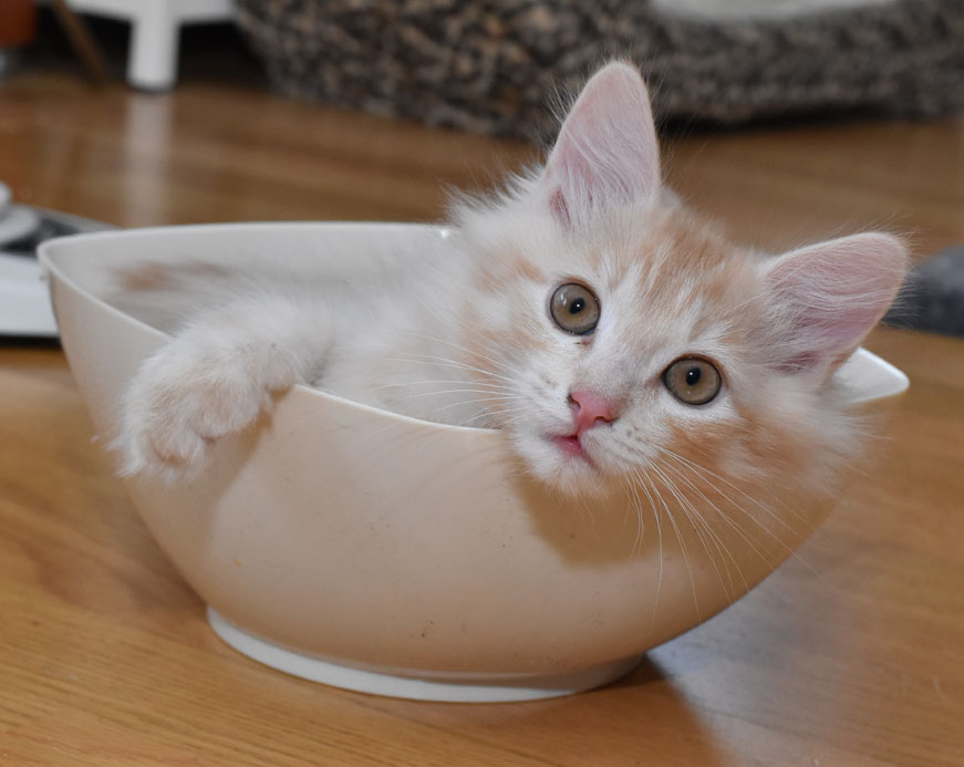 sibirisk kattunge Diablo