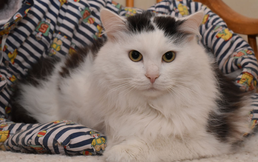 sibirisk katt Junior
