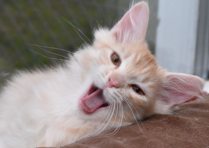 sibirisk kattunge Diablo