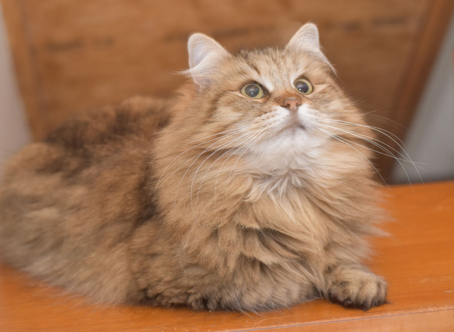 sibirisk katt Gabbie