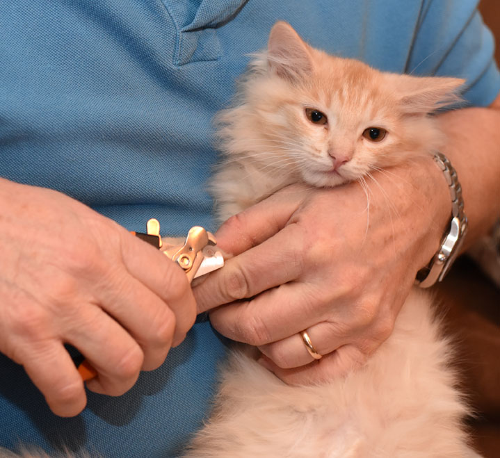 sibirisk kattunge Diablo