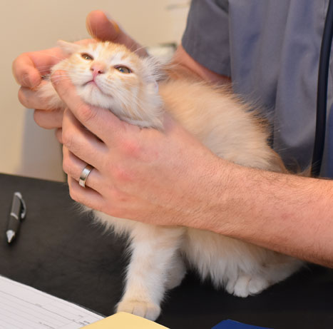 sibirisk kattunge Diablo