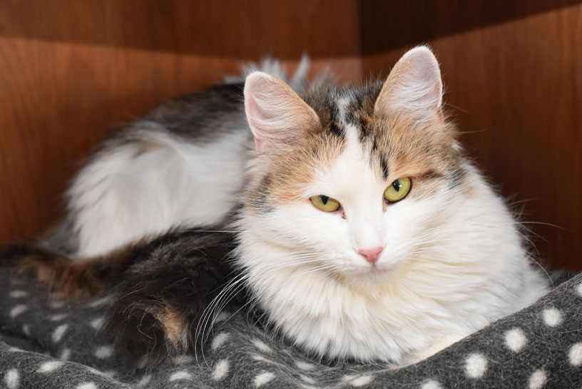 sibirisk katt Tracie