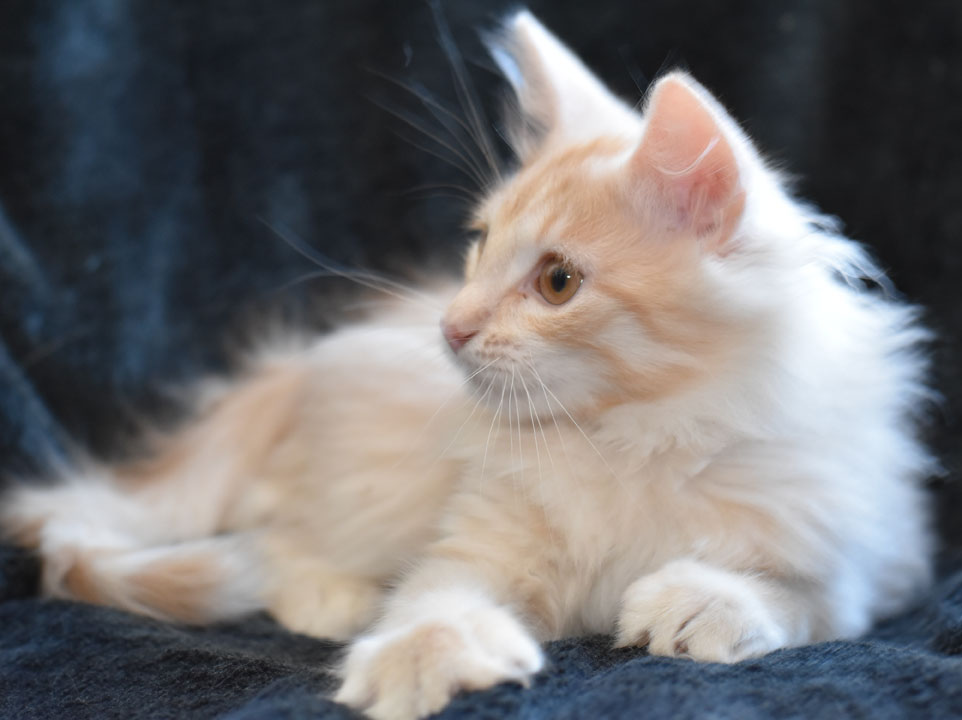 sibirisk kattunge Diablo