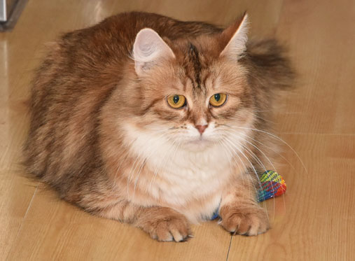 sibirisk katt Uni