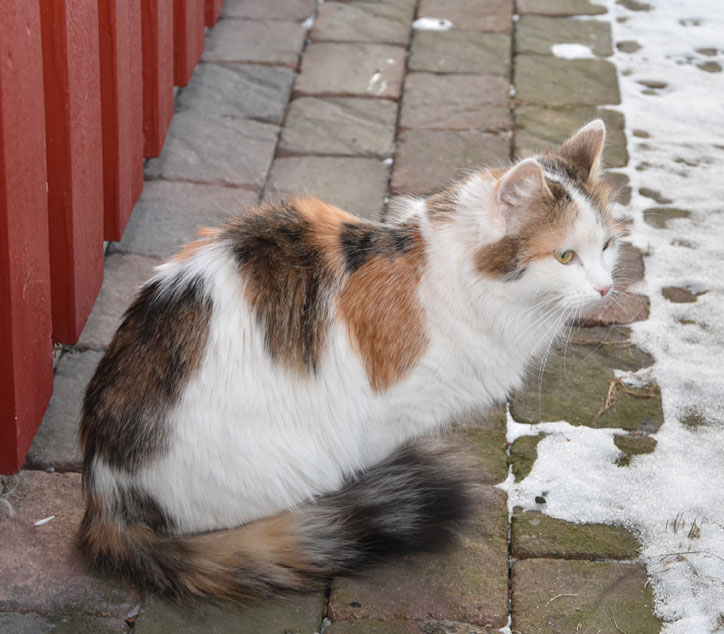 sibirisk katt Tracie