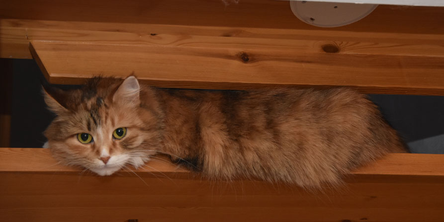 sibirisk katt Dani