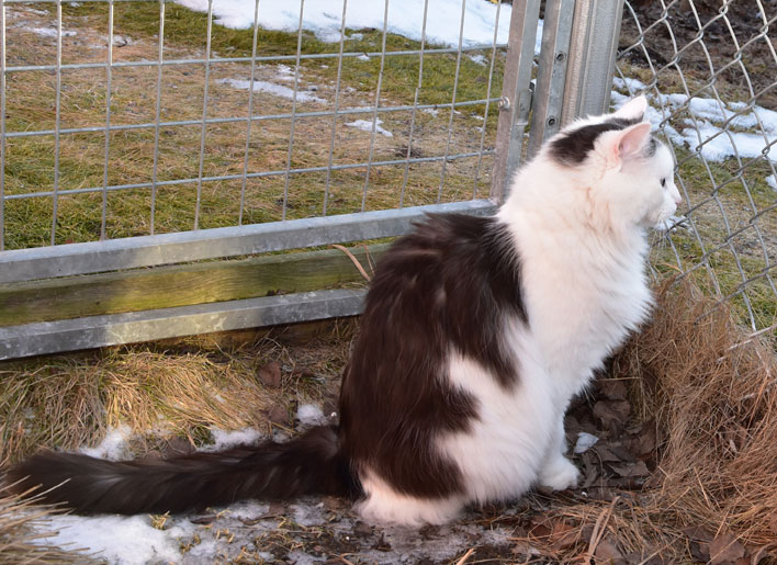 sibirisk katt Junior