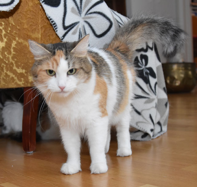 sibirisk katt Colbie