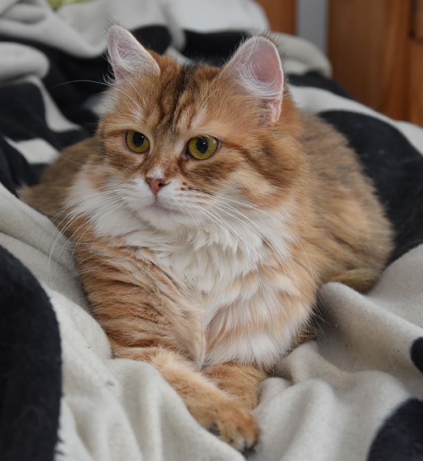 sibirisk katt Uni