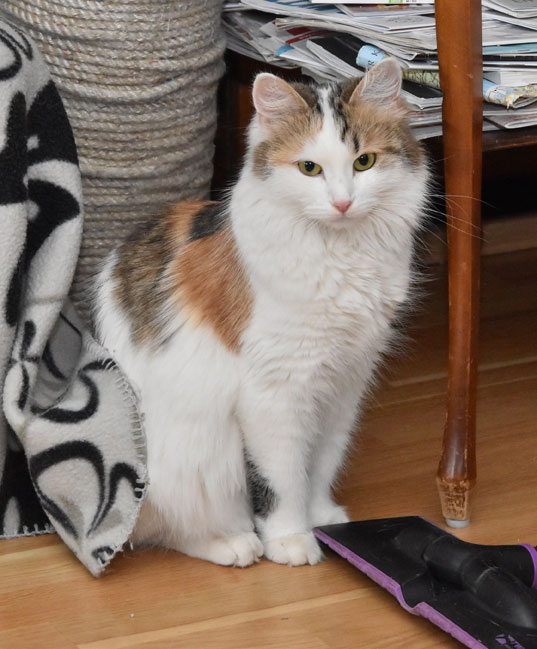 sibirisk katt Tracie