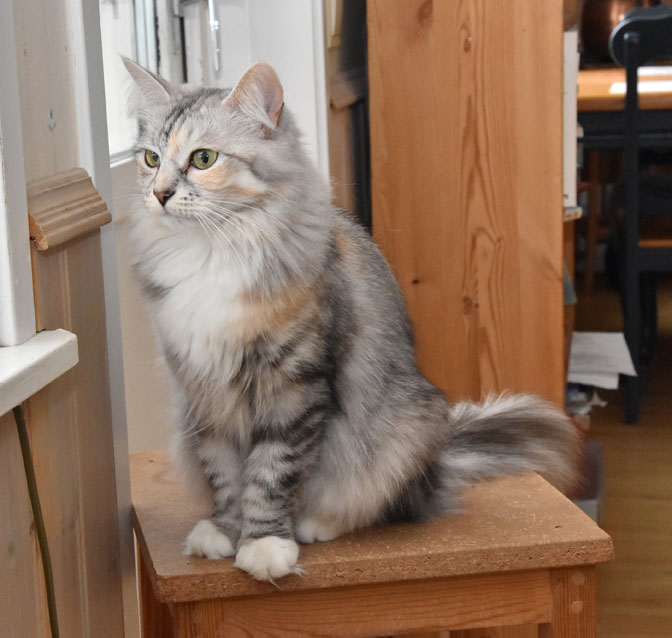 sibirisk katt Zinnie