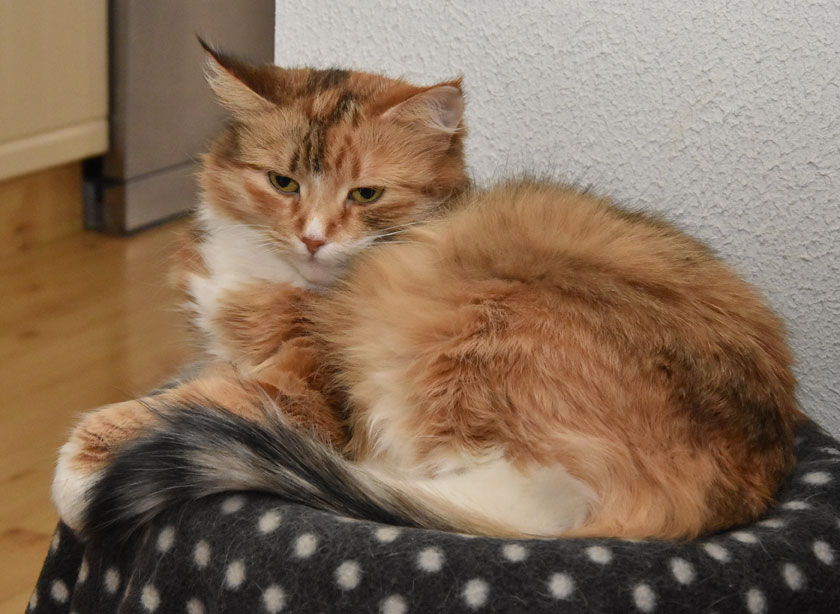 sibirisk katt Dani