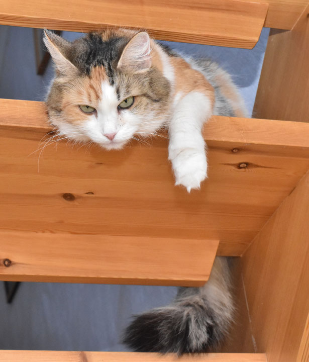 sibirisk katt Colbie