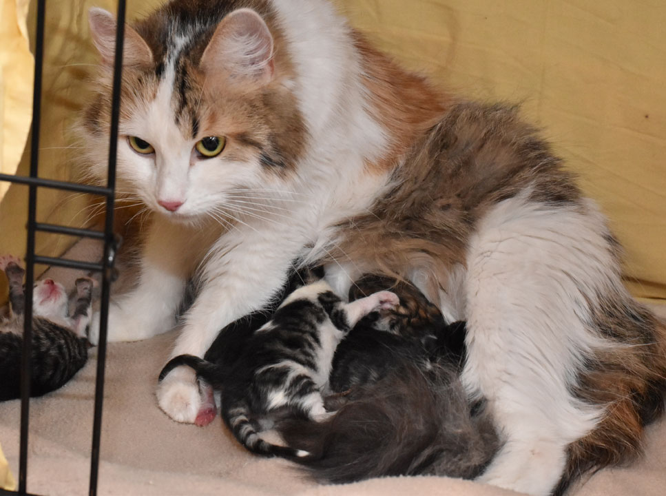 sibirisk katt Ee-kull