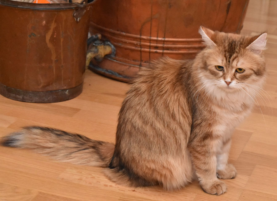 sibirisk katt Uni