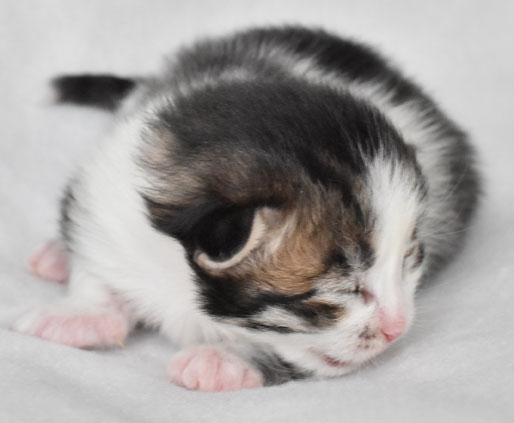 sibirisk kattunge Electra