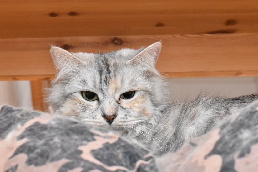sibirisk katt Zinnie