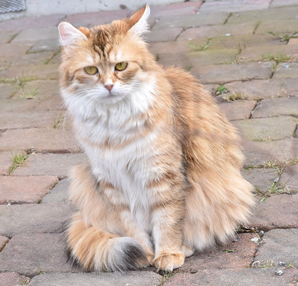 sibirisk katt Uni