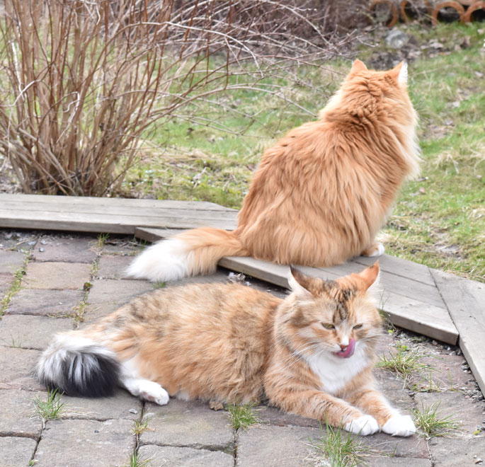 sibirisk katt