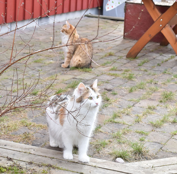 sibirisk katt Tracie o Uni