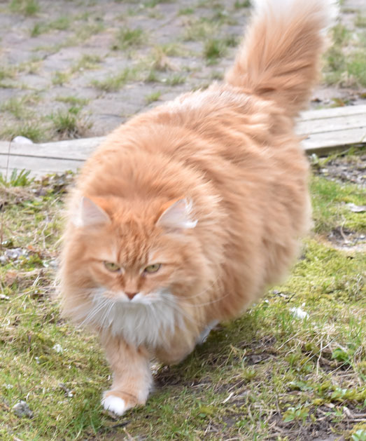 sibirisk katt Queeni