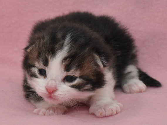 sibirisk kattunge Elliot