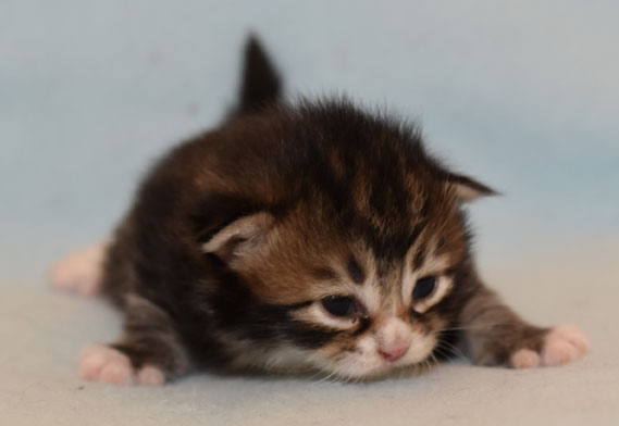 sibirisk kattunge Fox