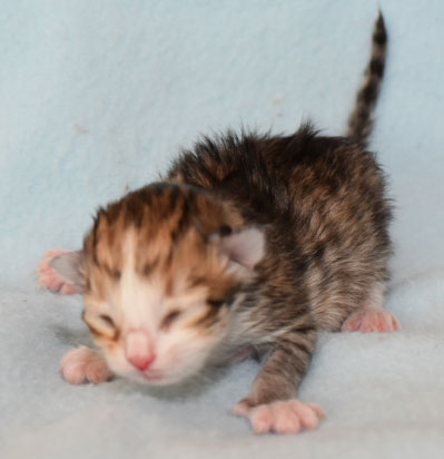 Sibirisk kattunge Galileos