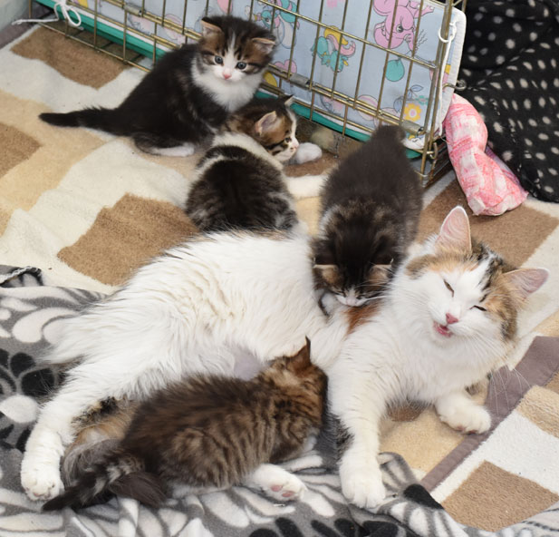 sibirisk katt Ee-kullen