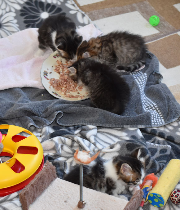 sibirisk kattungar Ee-kull